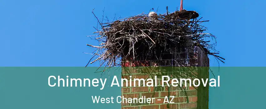 Chimney Animal Removal West Chandler - AZ