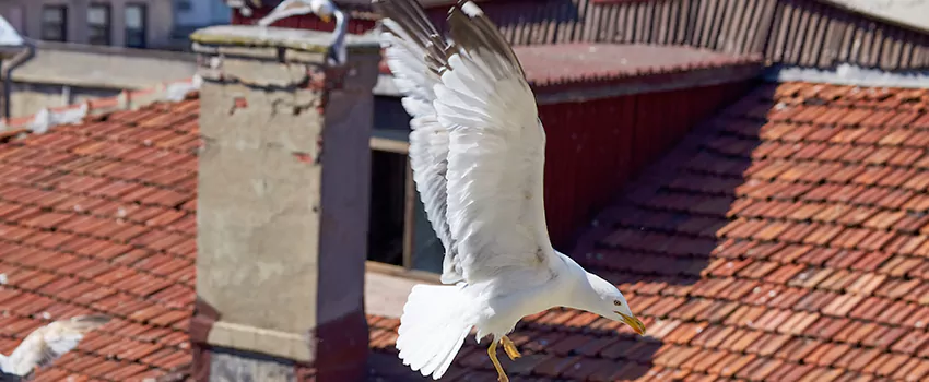 Residential Chimney Animal Removal Solution in West Chandler, AZ